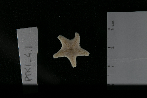  ( - PTK1_4.1)  @11 [ ] Unspecified (default): All Rights Reserved  Unspecified Unspecified