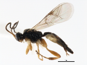  ( - 06-PROBE-4555)  @13 [ ] CreativeCommons - Attribution (2010) CBG Photography Group Centre for Biodiversity Genomics