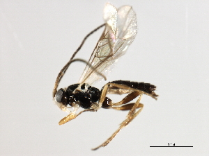  ( - 07PROBE-23956)  @13 [ ] CreativeCommons - Attribution (2010) CBG Photography Group Centre for Biodiversity Genomics