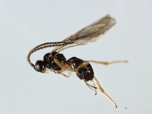  ( - 07PROBE-23983)  @12 [ ] CreativeCommons - Attribution (2010) CBG Photography Group Centre for Biodiversity Genomics
