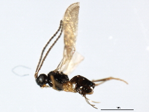  ( - 07PROBE-23997)  @12 [ ] CreativeCommons - Attribution (2010) CBG Photography Group Centre for Biodiversity Genomics