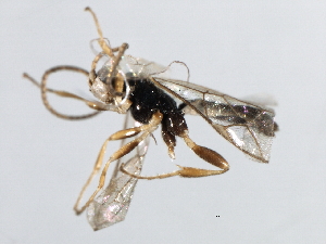  ( - 07PROBE-24268)  @13 [ ] CreativeCommons - Attribution (2009) CBG Photography Group Centre for Biodiversity Genomics