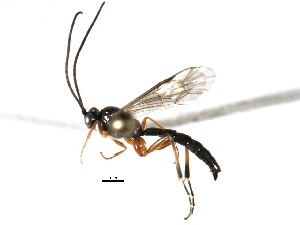  ( - 07PROBE-21348)  @13 [ ] CreativeCommons - Attribution (2009) CBG Photography Group Centre for Biodiversity Genomics