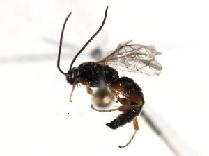  ( - 07PROBE-21398)  @13 [ ] CreativeCommons - Attribution (2009) CBG Photography Group Centre for Biodiversity Genomics