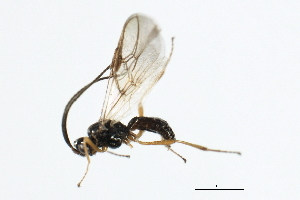  ( - 07PROBE-22222)  @13 [ ] CreativeCommons - Attribution (2009) CBG Photography Group Centre for Biodiversity Genomics