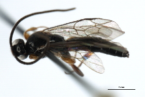  ( - 07PROBE-23159)  @13 [ ] CreativeCommons - Attribution (2009) CBG Photography Group Centre for Biodiversity Genomics