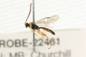  ( - 07PROBE-22481)  @13 [ ] CreativeCommons - Attribution (2009) CBG Photography Group Centre for Biodiversity Genomics