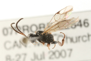  ( - 07PROBE-22846)  @12 [ ] CreativeCommons - Attribution (2009) CBG Photography Group Centre for Biodiversity Genomics