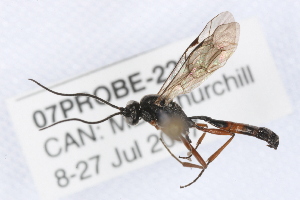  ( - 07PROBE-22902)  @12 [ ] CreativeCommons - Attribution (2009) CBG Photography Group Centre for Biodiversity Genomics