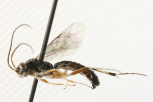  ( - 07PROBE-23090)  @13 [ ] CreativeCommons - Attribution (2009) CBG Photography Group Centre for Biodiversity Genomics