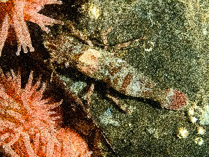  ( - HMSC174_01173)  @11 [ ] by-nc-sa  Unspecified Huntsman Marine Science Centre