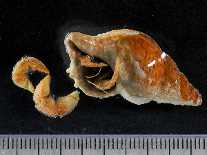  ( - HMSC174-01464)  @11 [ ] by-nc-sa  Unspecified Huntsman Marine Science Centre