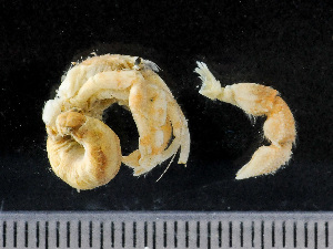  ( - HMSC174-01465)  @11 [ ] by-nc-sa  Unspecified Huntsman Marine Science Centre