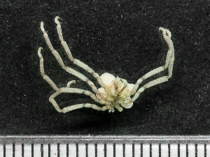 (Anoplodactylus lentus - HMSC174-01570)  @11 [ ] by-nc-sa  Unspecified Huntsman Marine Science Centre