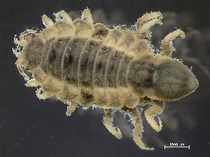  ( - HMSC174_01726)  @11 [ ] by-nc-sa  Unspecified Huntsman Marine Science Centre