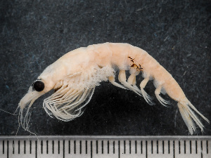  ( - HMSC174_01879)  @11 [ ] by-nc-sa  Unspecified Huntsman Marine Science Centre