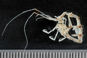  (Aeginina aenigmatica - HMSC174_02134)  @11 [ ] by-nc-sa  Unspecified Huntsman Marine Science Centre