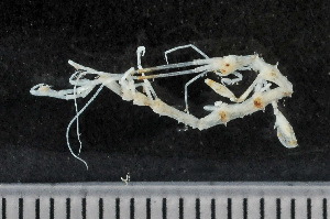  ( - HMSC174_02137)  @11 [ ] by-nc-sa  Unspecified Huntsman Marine Science Centre