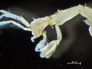  (Caprella rinki - HMSC174_02139)  @11 [ ] by-nc-sa  Unspecified Huntsman Marine Science Centre