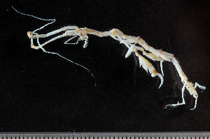  ( - HMSC174_02143)  @11 [ ] by-nc-sa  Unspecified Huntsman Marine Science Centre