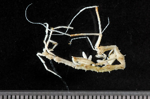  ( - HMSC174_02144)  @11 [ ] by-nc-sa  Unspecified Huntsman Marine Science Centre