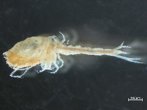  ( - HMSC174_03066)  @11 [ ] by-nc-sa  Unspecified Huntsman Marine Science Centre