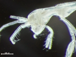  (Mayerella limicola - HMSC174-03166)  @11 [ ] by-nc-sa  Unspecified Huntsman Marine Science Centre
