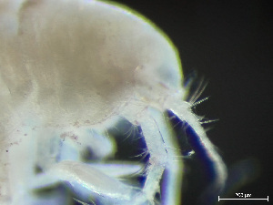  (Deflexilodes tuberculatus - HMSC174-03236)  @11 [ ] by-nc-sa  Unspecified Huntsman Marine Science Centre