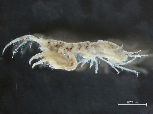  ( - HMSC174-03302)  @11 [ ] by-nc-sa  Unspecified Huntsman Marine Science Centre