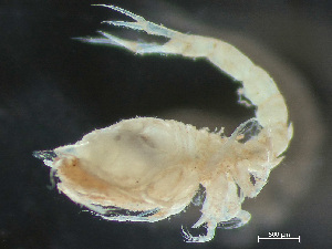  ( - HMSC174-03353)  @11 [ ] by-nc-sa  Unspecified Huntsman Marine Science Centre