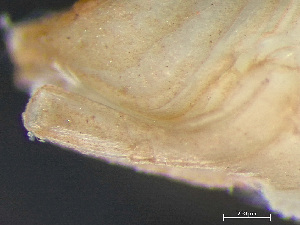  ( - HMSC174-03358)  @11 [ ] by-nc-sa  Unspecified Huntsman Marine Science Centre