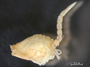  ( - HMSC174-03358)  @11 [ ] by-nc-sa  Unspecified Huntsman Marine Science Centre