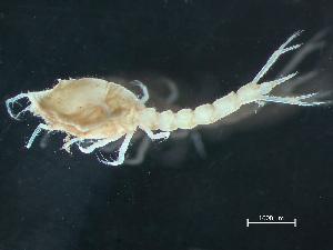  ( - HMSC174-03359)  @11 [ ] by-nc-sa  Unspecified Huntsman Marine Science Centre