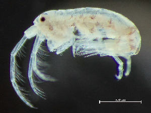  (Dyopedos monacanthus - HMSC174-03367)  @11 [ ] by-nc-sa  Unspecified Huntsman Marine Science Centre