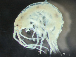  ( - HMSC174-03372)  @11 [ ] by-nc-sa  Unspecified Huntsman Marine Science Centre