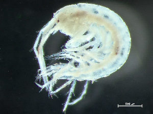  ( - HMSC174-03373)  @11 [ ] by-nc-sa  Unspecified Huntsman Marine Science Centre