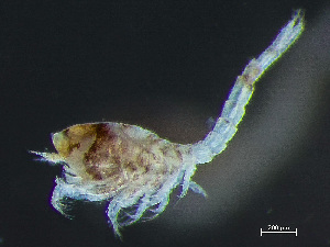  ( - HMSC174-03423)  @11 [ ] by-nc-sa  Unspecified Huntsman Marine Science Centre