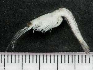  ( - HMSC174-03498)  @11 [ ] by-nc-sa  Unspecified Huntsman Marine Science Centre