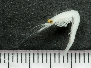  ( - HMSC174-03499)  @11 [ ] by-nc-sa  Unspecified Huntsman Marine Science Centre