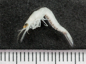  ( - HMSC174-03500)  @11 [ ] by-nc-sa  Unspecified Huntsman Marine Science Centre