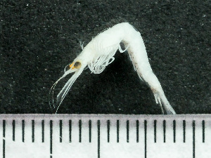 ( - HMSC174-03501)  @11 [ ] by-nc-sa  Unspecified Huntsman Marine Science Centre