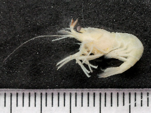  ( - HMSC174-03505)  @11 [ ] by-nc-sa  Unspecified Huntsman Marine Science Centre