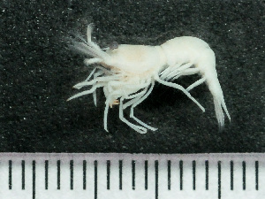  ( - HMSC174-03516)  @11 [ ] by-nc-sa  Unspecified Huntsman Marine Science Centre