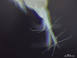  ( - HMSC174-03519)  @11 [ ] by-nc-sa  Unspecified Huntsman Marine Science Centre