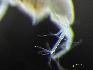 (Tanaissuidae - HMSC174-03520)  @11 [ ] by-nc-sa  Unspecified Huntsman Marine Science Centre