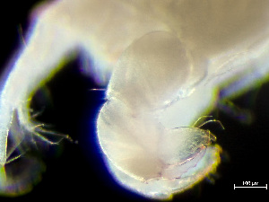  ( - HMSC174-03520)  @11 [ ] by-nc-sa  Unspecified Huntsman Marine Science Centre