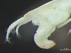  ( - HMSC174-03521)  @11 [ ] by-nc-sa  Unspecified Huntsman Marine Science Centre