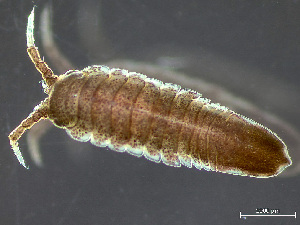  (Idotea phosphorea - HMSC174-03611)  @11 [ ] by-nc-sa  Unspecified Huntsman Marine Science Centre