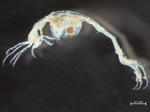  ( - HMSC174-03701)  @11 [ ] by-nc-sa  Unspecified Huntsman Marine Science Centre