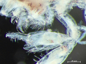  ( - HMSC174-03722)  @11 [ ] by-nc-sa  Unspecified Huntsman Marine Science Centre